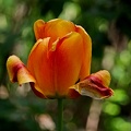 la tulipe 2016.37 as
