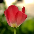 la tulipes 2019 062 as