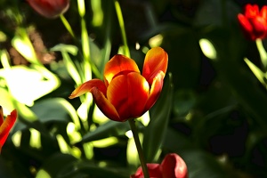 la tulipe 2018 057 as