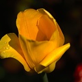 la tulipe.jpg