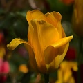 la tulipe 2017 040 as