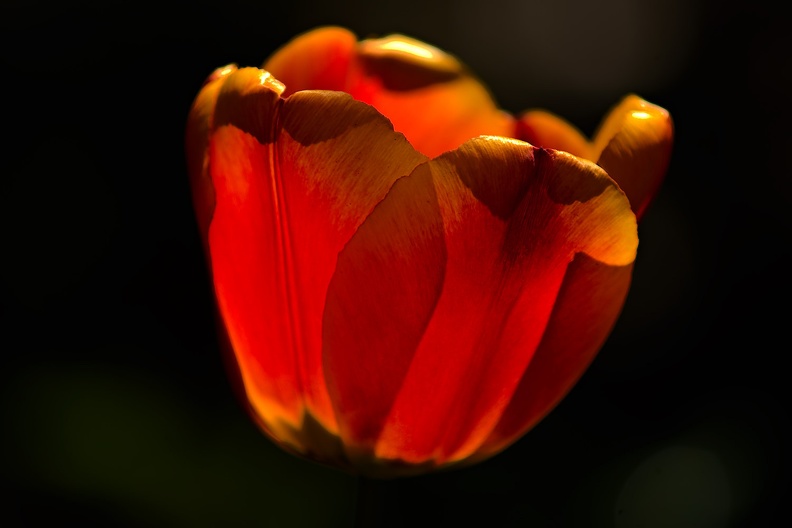 la tulipe 2017_016_as.jpg