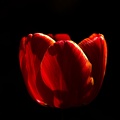 la tulipe 2017 008 as
