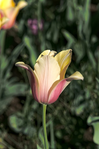 la tulipe 2016_74_as.jpg