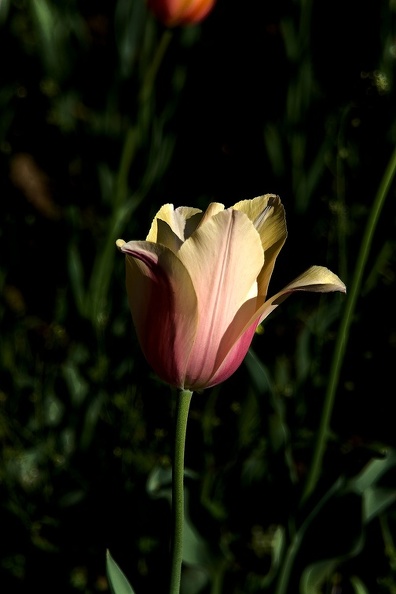 la tulipe 2016_73_as.jpg