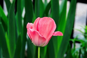 la tulipe 2016 29 as