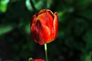 la tulipe 2016 39 as