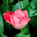 la tulipe 2016 27 as