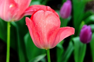 la tulipe 2016 25 as