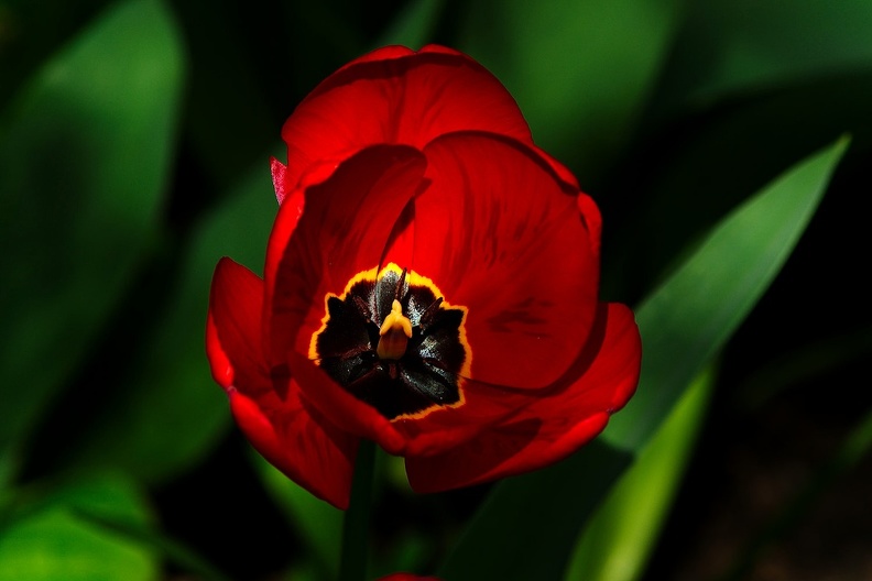 la tulipe 2016_04_as.jpg