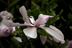 magnolia 2015 04 as