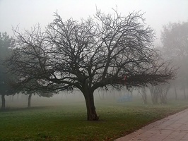 fog 09 as
