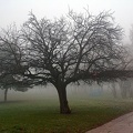 fog 09 as