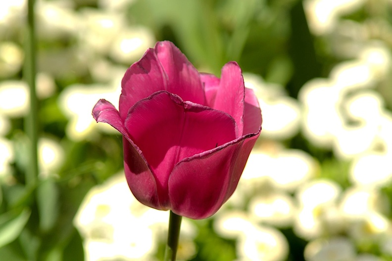 la tulipes 2019.070_as.jpg