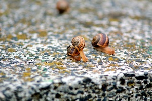 snails 2011.01 as