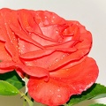rosa centifolia 2011.01 as
