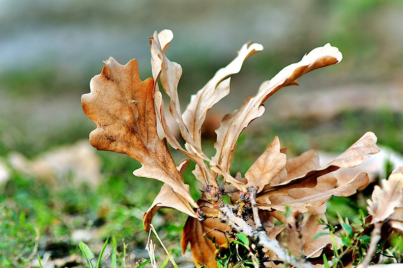 leaf 2011.02_as.jpg
