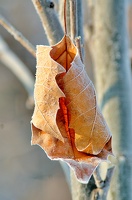 leaf 2012.01 as