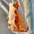 leaf 2012.01 as