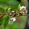 blossom 2012.164 as