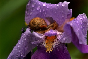 iris aphilae snail 2012.01 as