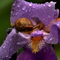 iris aphilae snail 2012.01 as
