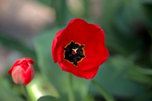 la tulipes 2020.74 as