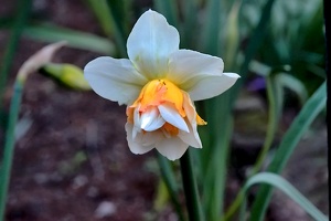 narcissus 2020.01 as