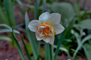 narcissus 2020.02 as