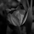 la tulipes 2020.79_as_bw.jpg