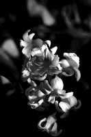 hyacinthus 2020.02 as bw