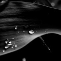 water drops 2020.10_as_graphic_bw.jpg