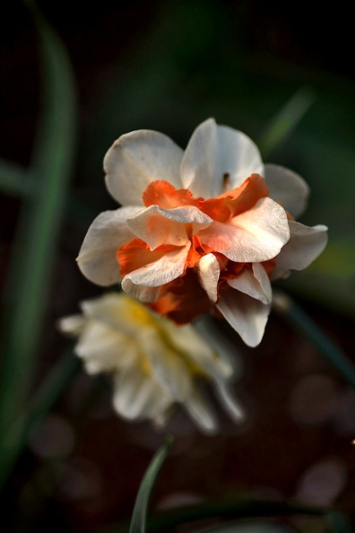 narcissus 2020.05_as.jpg