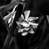 narcissus 2020.06 as graphic bw