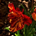 la tulipes 2020.88_as.jpg
