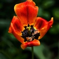 la tulipes 2020.96 as