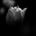 la tulipes 2020.100_as_graphic_bw.jpg