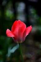 la tulipes 2020.102 as