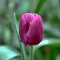 la tulipes 2020.103 as