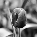 la tulipes 2020.103_as_graphic_bw.jpg