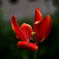 la tulipes 2020.106 as