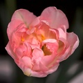 la tulipes 2020.109_as.jpg