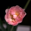 la tulipes 2020.110_as.jpg