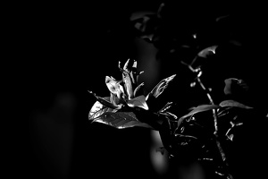 magnolia 2020.04 as graphic bw