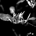 magnolia 2020.05_as_bw.jpg