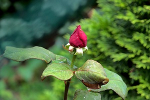 rosa centifolia 2020.01 as