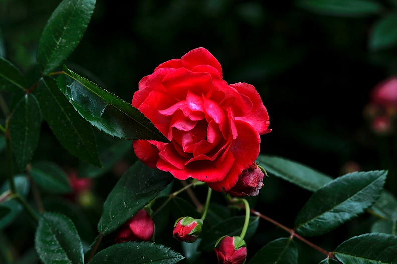 rosa centifolia 2020.03_as.jpg