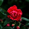 rosa centifolia 2020.03_as.jpg