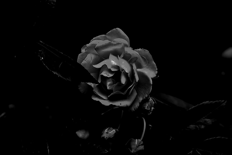 rosa centifolia 2020.03_as_graphic_bw.jpg