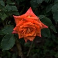 rosa centifolia 2020.05_as.jpg